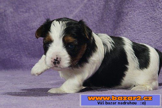 Krásné Biewer Yorkshire Terrier hle