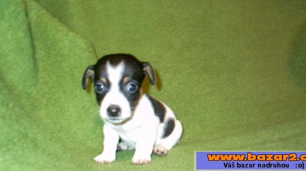 Jack russel(rusell)terier-štěňátka