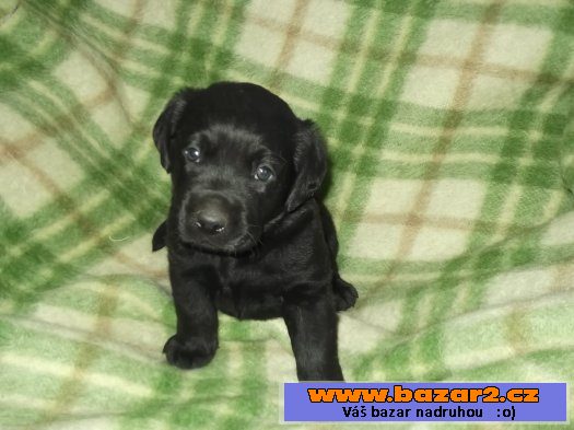 Labrador s PP-štěňátka-8000kč!