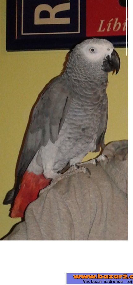 náhled