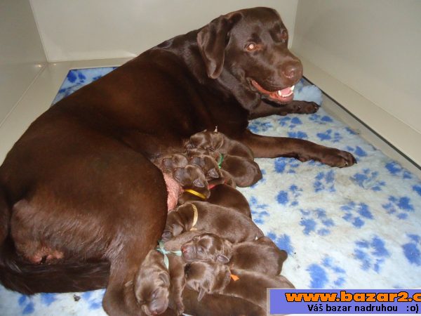 Labrador - čokoládová štěňátka  