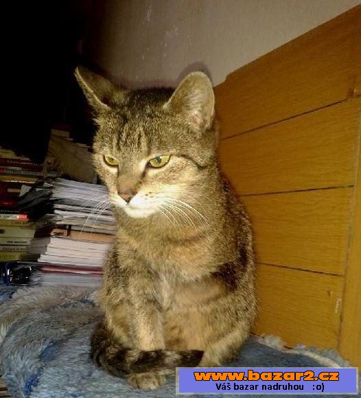 Kočička Ponožka (Azyl Kocourkov)