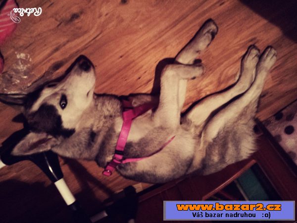 Štěně sibiřský husky