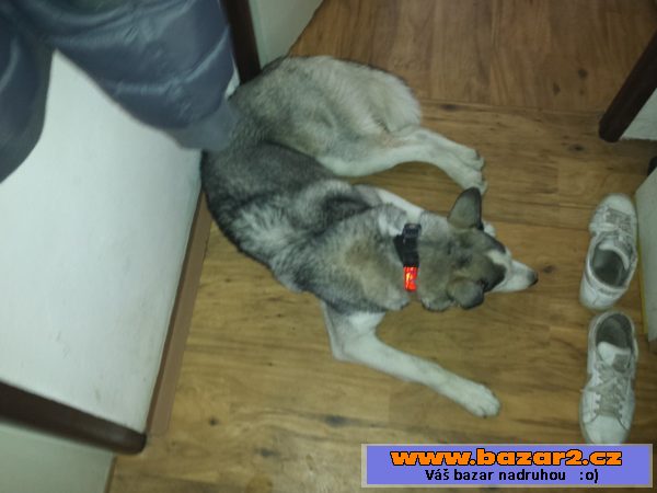 Štěně sibiřský husky
