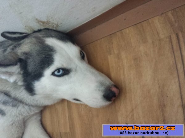 Štěně sibiřský husky