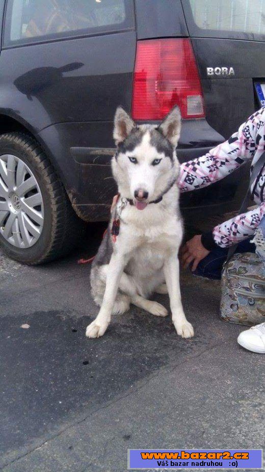 Štěně sibiřský husky