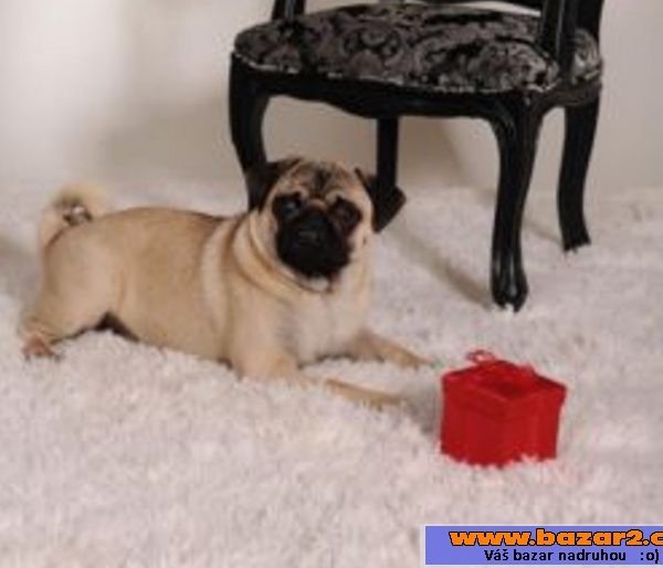 Mops - prodám starší fenku s PP