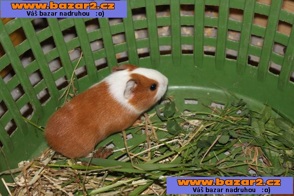Morčátko