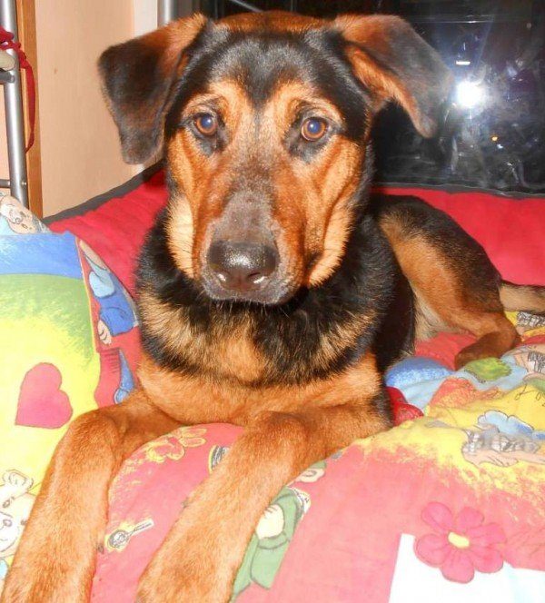 Tina - kříženec - fena