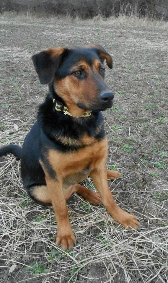 Tina - kříženec - fena