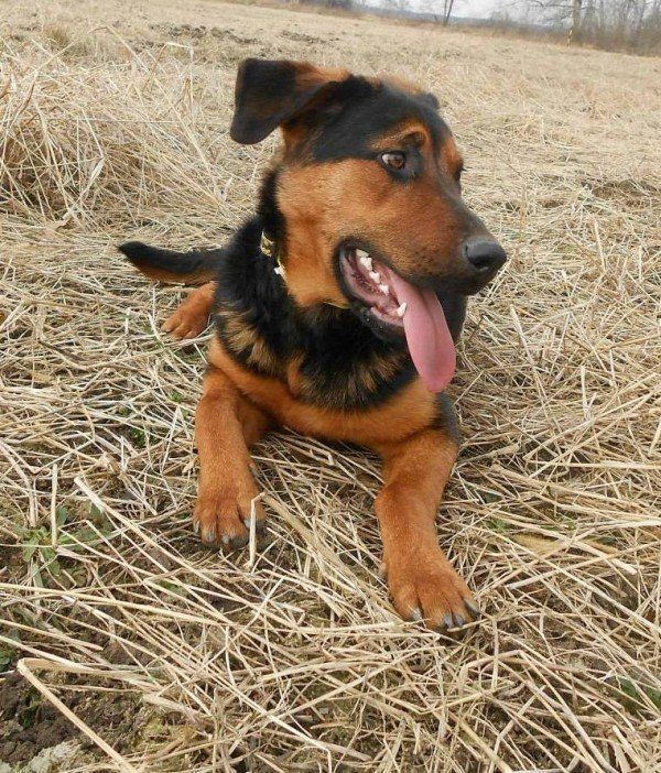 Tina - kříženec - fena