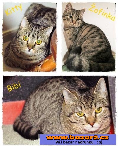 Bibi, Kitty a Žofinka z Prahy