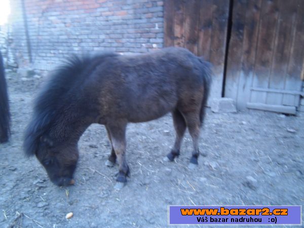 Prodám kobylku poníka