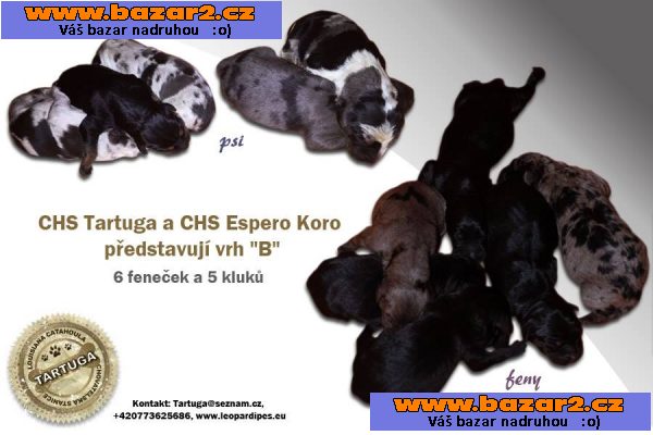 Louisiánský Leopardí Pes Catahoula s PP
