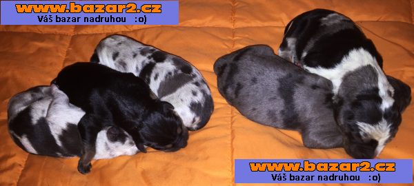 Louisiánský Leopardí Pes Catahoula s PP