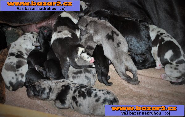 Louisiánský Leopardí Pes Catahoula s PP