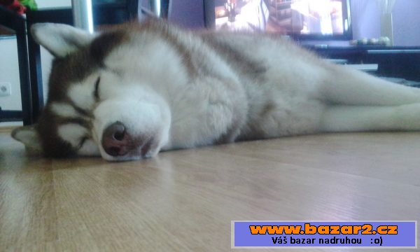Nabízím Sibiřského huskyho ke krytí