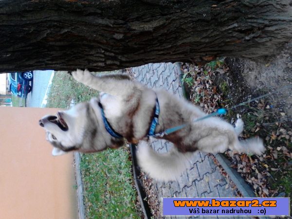 Nabízím Sibiřského huskyho ke krytí