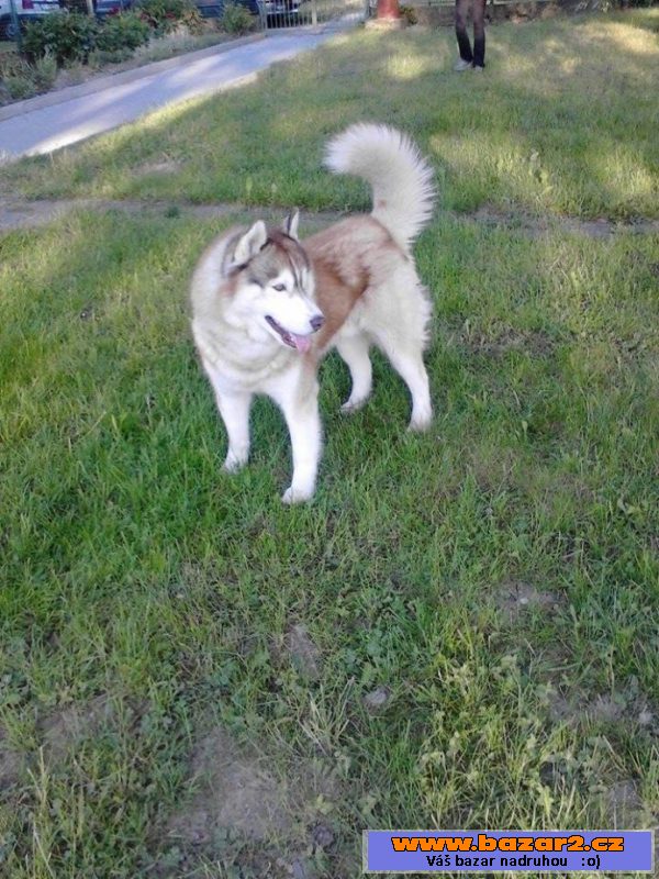 Nabízím Sibiřského huskyho ke krytí