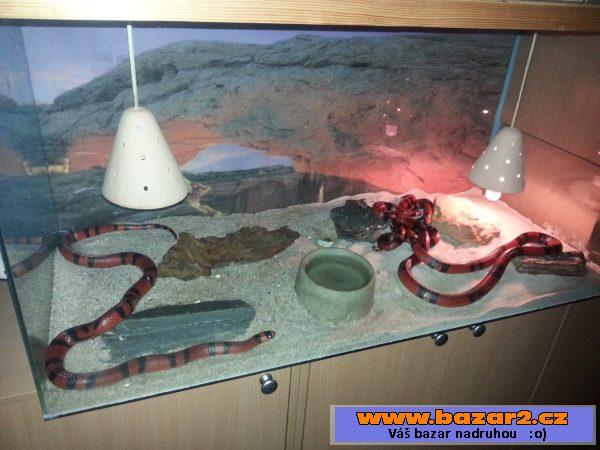 Chovná trojice korálovek s teráriem