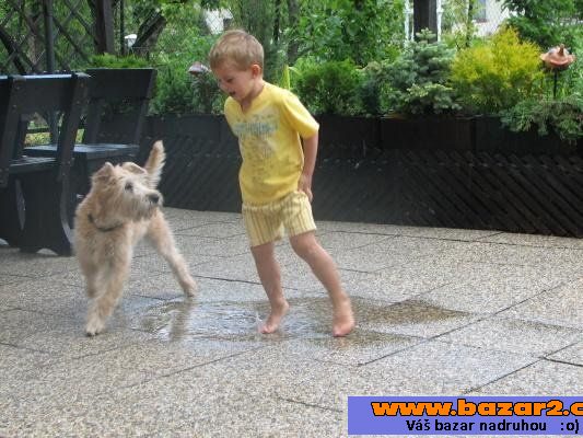WHEATEN TERRIER-ŠTĚŇATA - LÉTO 2015