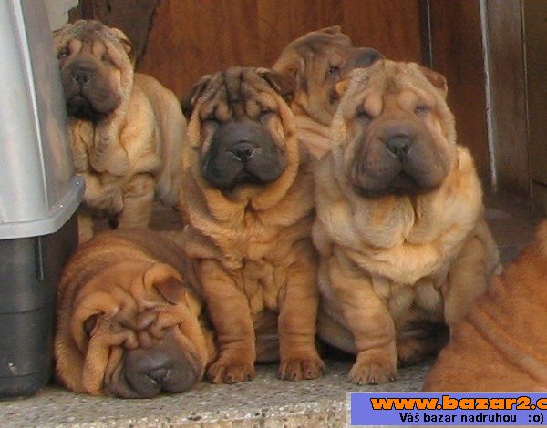 Šarpej,  shar-pei, sharpei