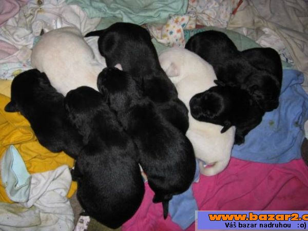 Štěňátka labradorského retrívra
