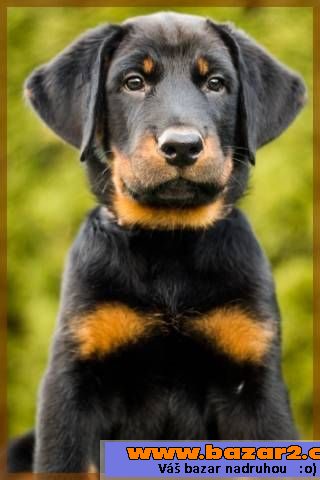 Beauceron - štěňátka s PP
