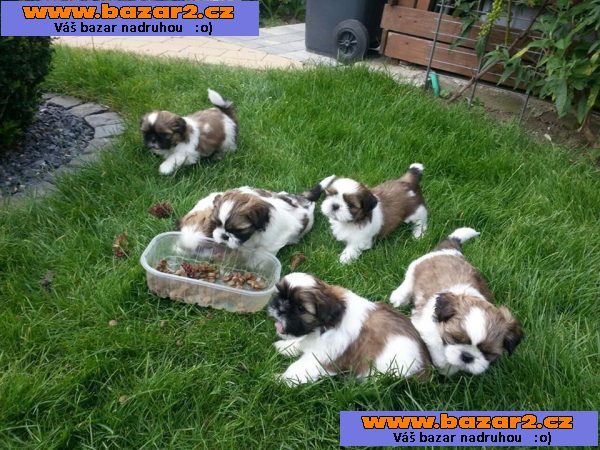Shih Tzu štěňátka ( shi-tzu, si-cu, si-tzu ) -