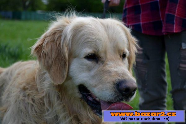 Monty, darujem za vet. poplatky