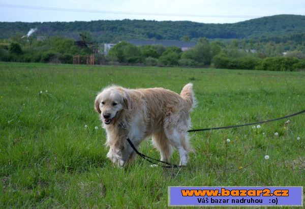 Monty, darujem za vet. poplatky