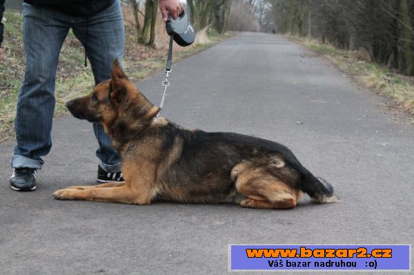 Roman hledá vhodného pána!