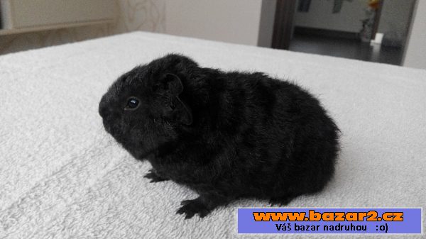 US TEDDY 