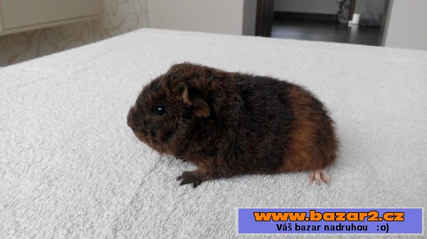 US TEDDY 