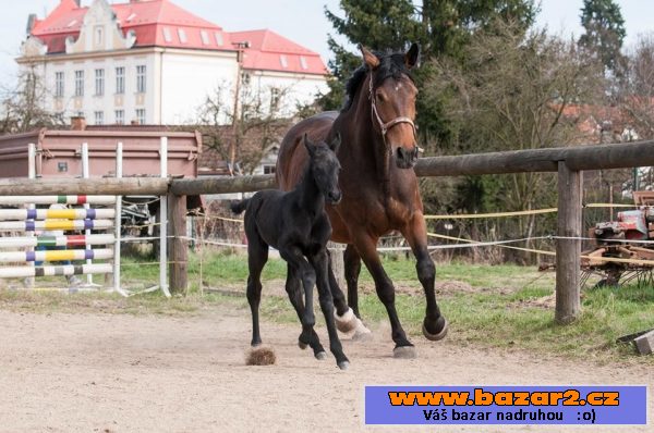 Hřebeček Russel II