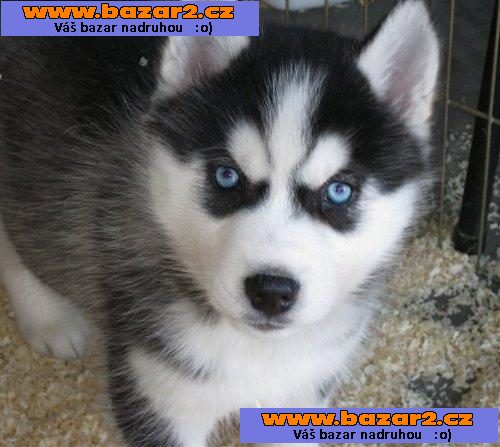  modré oči Sibiřský husky štěňata k dispozici