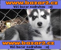  modré oči Sibiřský husky štěňata k dispozici
