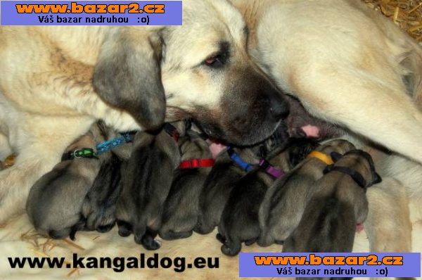Kangal /Anatolský pastevecký pes/