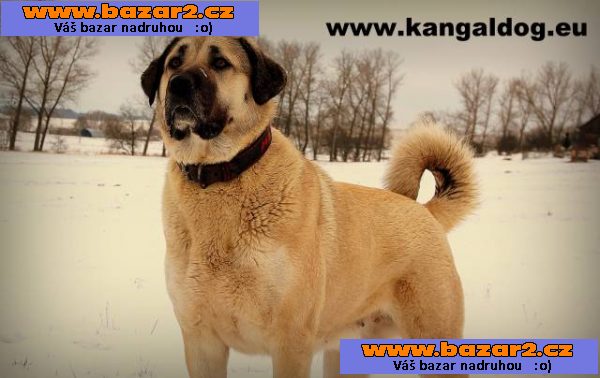 Kangal /Anatolský pastevecký pes/