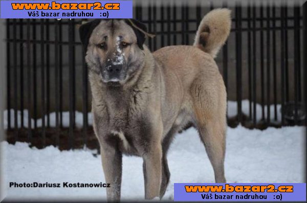 Kangal /Anatolský pastevecký pes/