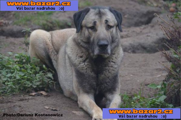 Kangal /Anatolský pastevecký pes/