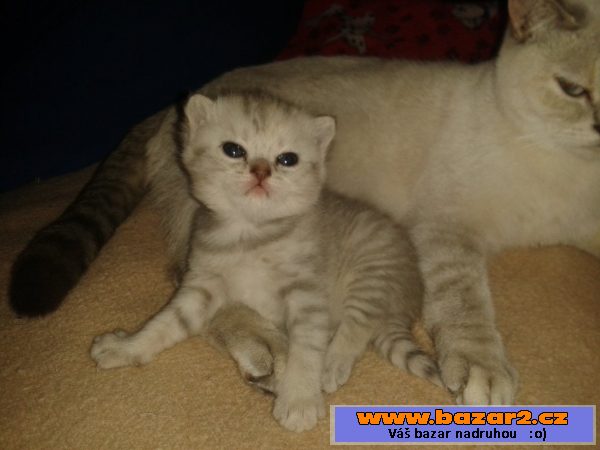 Prodám britské whiskas kotě