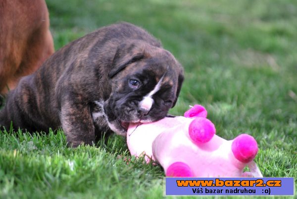 Boxer s PP 