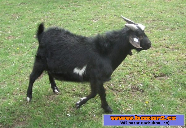 Dva kozlíci