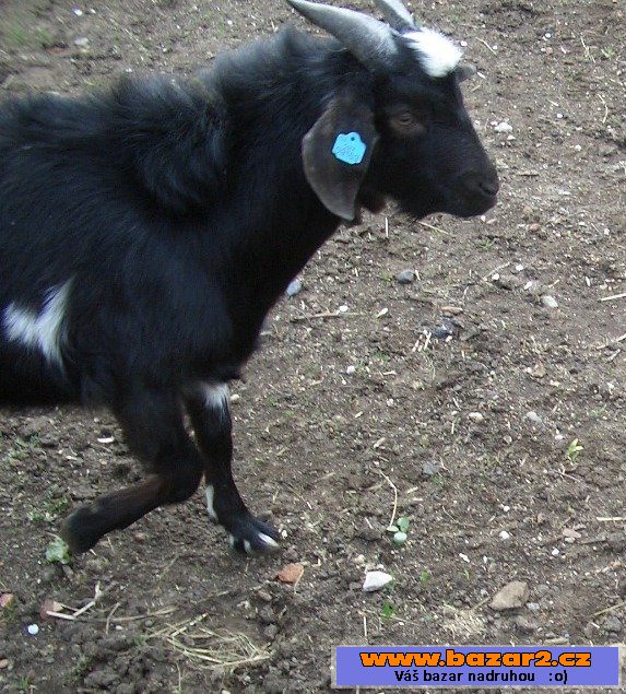 Dva kozlíci