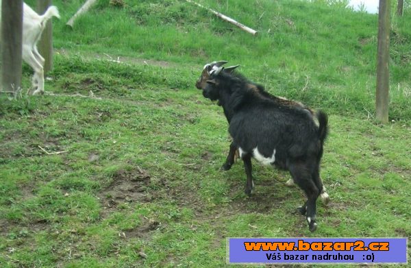 Dva kozlíci