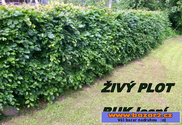 Akce - živý plot buk červeno-listý 
