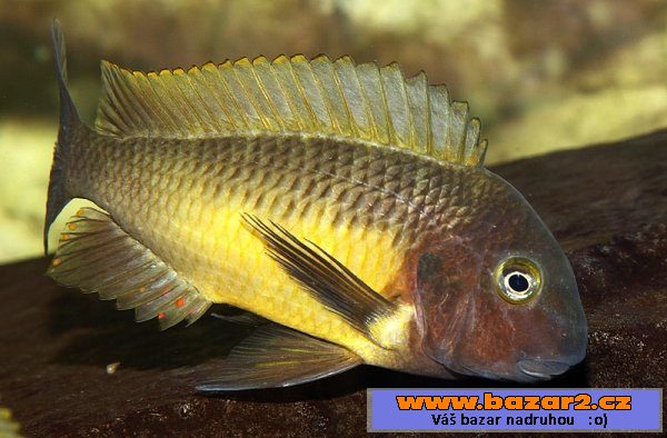 Tropheus moorii Linangu