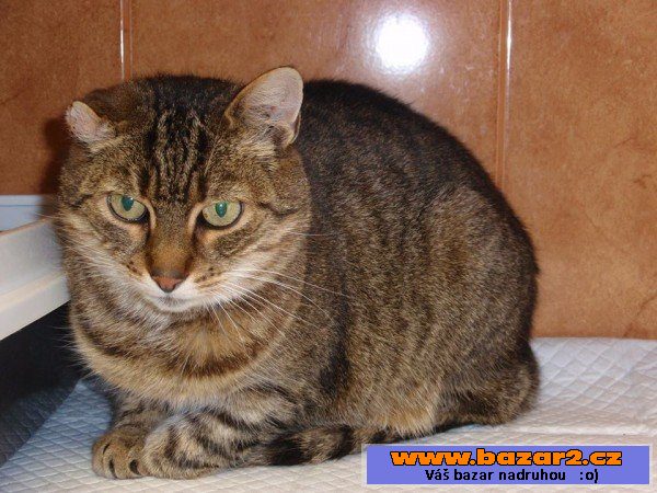 ZULEIKA - kočka