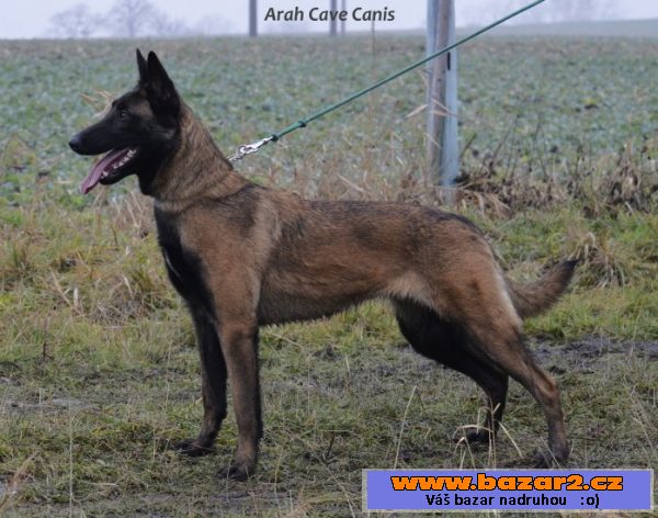 Bel.ovčák - malinois